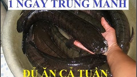 Bắt được ổ cá lóc khủng trong ruộng lúa - Catch giant snakehead fish - Lang Master Channels