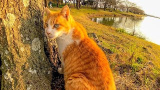 池の畔の大きな木の下によく喋る野良猫がいたので座ってナデナデしてきた