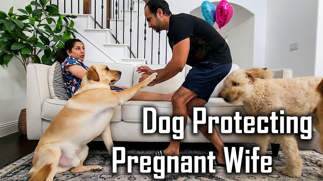 My 4 Dogs Protecting my Pregnant Wife | Protecting Pregnant Belly @ouramericandream1183