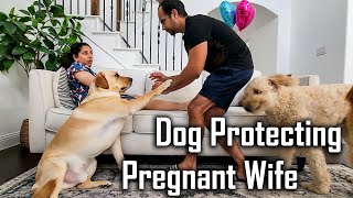 My 4 Dogs Protecting my Pregnant Wife | Protecting Pregnant Belly @ouramericandream1183