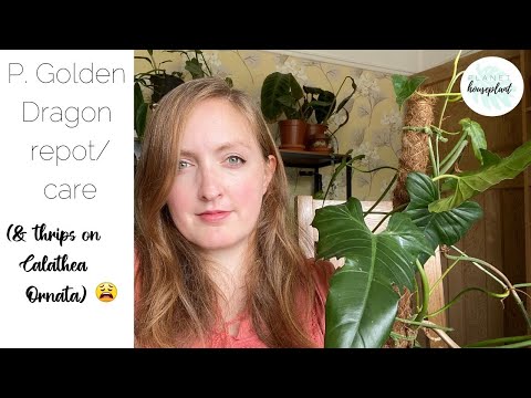 Philodendron Golden Dragon Repot and General Care