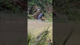 Download Lagu PENAMPAKAN ULAR ANACONDA TERBESAR DI SUNGAI😱🪱 #animals #shorts MP3