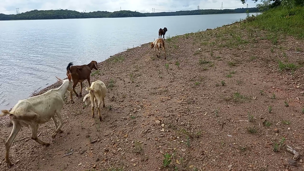 cabras  no pasto verde