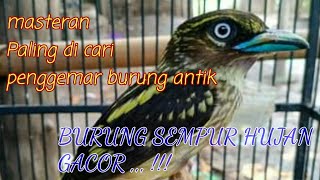 MASTERAN PALING DI CARI.. Suara Burung Sempur Hujan