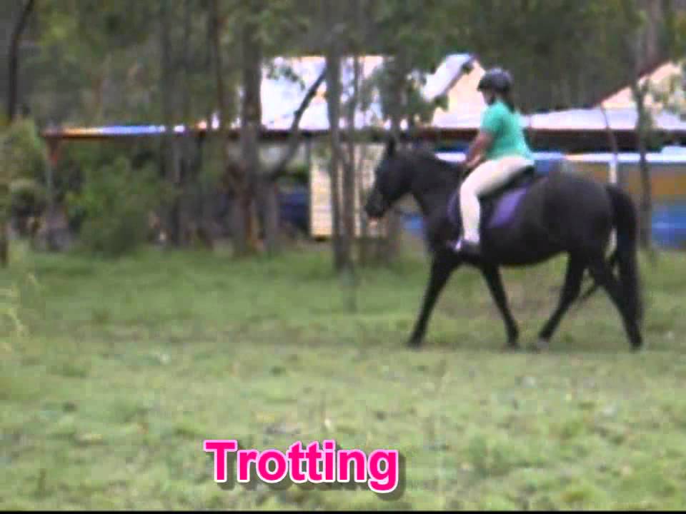 Horse riding YouTube