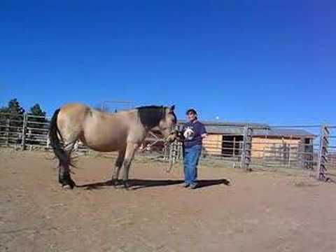 Outlaw bucking horse -- early stage training