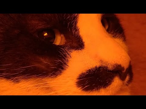 こたつの上の猫LIVE配信　211218