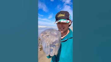 Rescuing BIG Slimy Blob of Jelly! #animals #nature #shorts