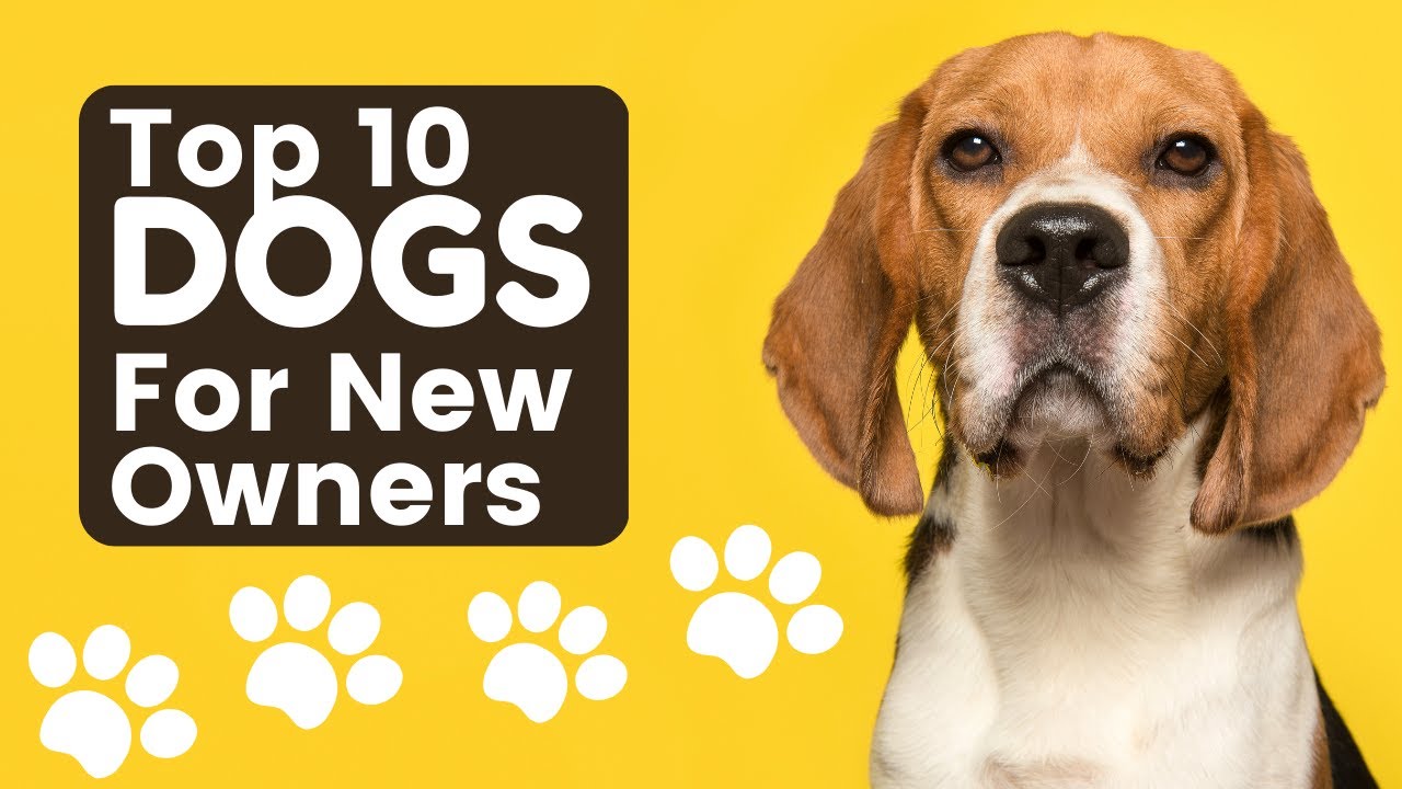Top 10 Dogs for New Owners YouTube