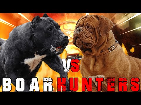 Presa Canario vs