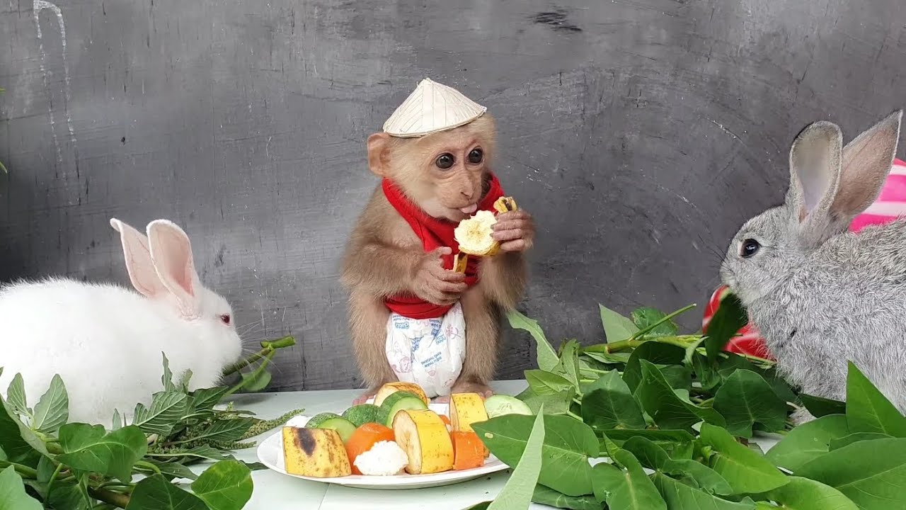 Mika monkey and two rabbits eat so cute - YouTube