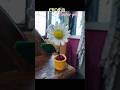 crosia flower pot diy #crosiaflowerpotdiy#Riya'sCraft#riyascraft#trending #viralvideo #shorts
