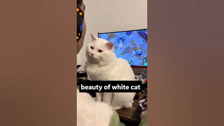 Video 9479391: kitten pet catlover meow, cats catlover pets meow, pets catlover meow funny, cute kitten meow catlover, meow white cat kittens