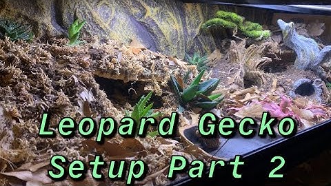 The Terra- Leopard Gecko Bioactive Tank Setup part 2