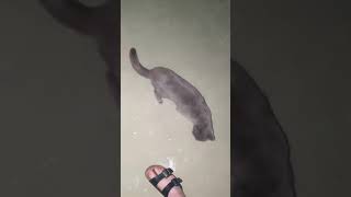 I gave the outside cats some turkey, and now they won't leave me alone. by Danthol Firebrand 339 views 3 years ago 2 minutes, 25 seconds