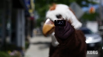 Korg PitchHawk Clip-On Tuner: Don