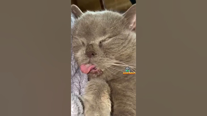 Folgt uns für mehr Tolle Videos 😁✌🏽 #viralshorts #lustig #cat #katze #memesdaily