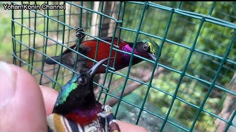 MIKAT BURUNG KONIN SUMATRA BERSAMA KANG JAMAL . POIN SATU EKOR