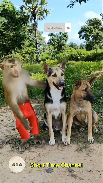 Kompilasi Video Hewan Lucu