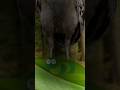 The Animal Made To Look Like $h*t