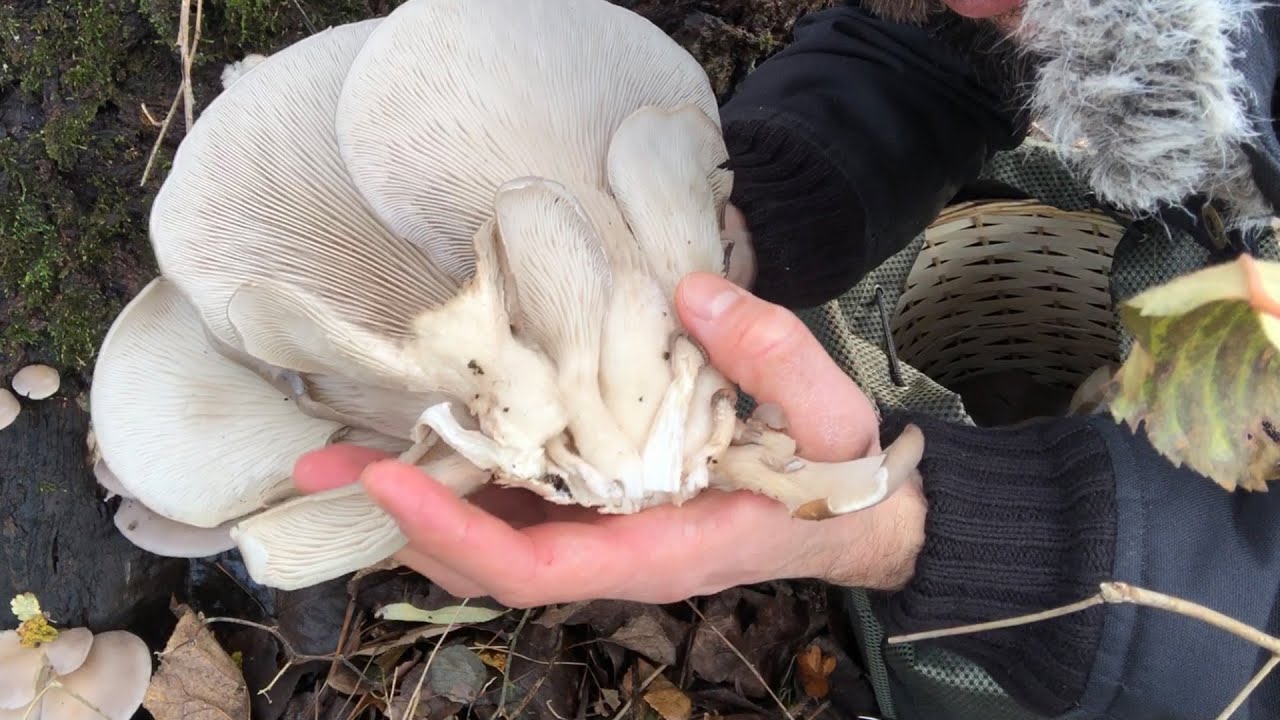 FUNGHI INVERNALI - Dove Crescono I PLEUROTUS OSTREATUS?