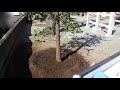樹木の移植②　【本榊】ホンサカキの植え付け後　（2022.02.28撮影）　（字幕）