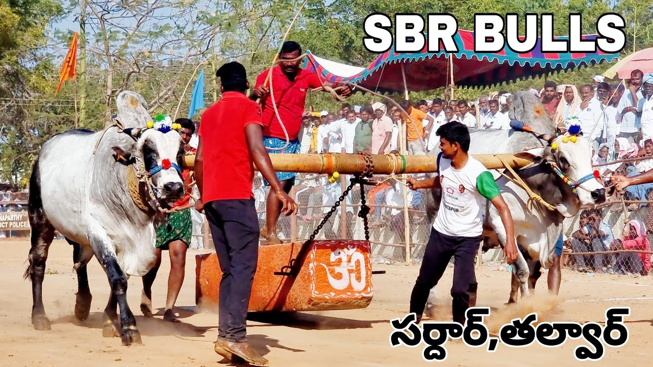 🏆🥈పెబ్బేరు సీనియర్స్ విభాగం బండలాగుడు పోటీలు 6వ జత sbr బుల్స్ షేక్ మహ్మద్ ఫరీద్ ఏ నారాయణపురం-oxen