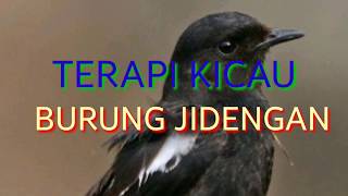 🔵TERAPI KICAU BURUNG JIDENGAN
