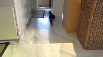 Peppi Looking for a home