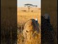 Leopard Chasing Monkey Climbs Tree, Bitten by Crocodile