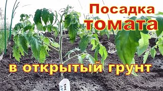 Посадка высокорослого ТОМАТА  в открытый грунт