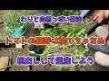 【トマト苗量産】トマトの脇芽を復活させながら妻と語る【わりと自然っぽい農法】