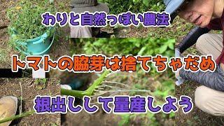 【トマト苗量産】トマトの脇芽を復活させながら妻と語る【わりと自然っぽい農法】