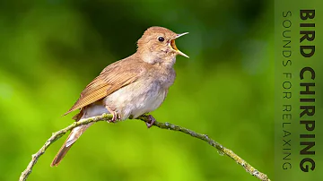 Birds Singing Without Music - 24 Hour Bird Sounds Relaxation, Soft Sounds of Peaceful Nature