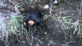 Норная Охота С Ягдтерьером И Греем