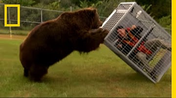 Brown Bear Attack | Dangerous Encounters: Alaska