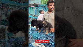 galiff street pet market | dog market Kolkata #shroud #dog #petmarket #galiffstreet