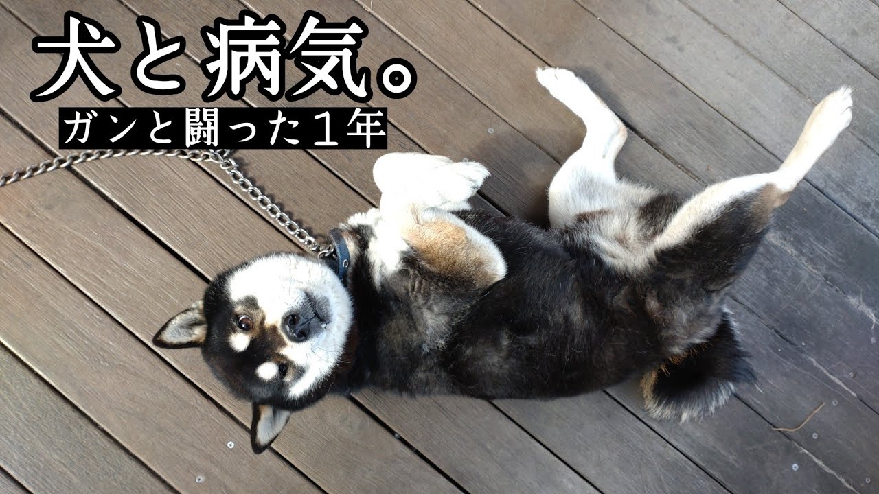 【犬・病気】ガン治療、その後。