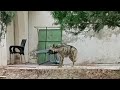 Striped Hyena entered in a house in Balochistan!