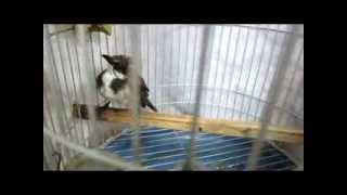 Forest birds screenshot 3