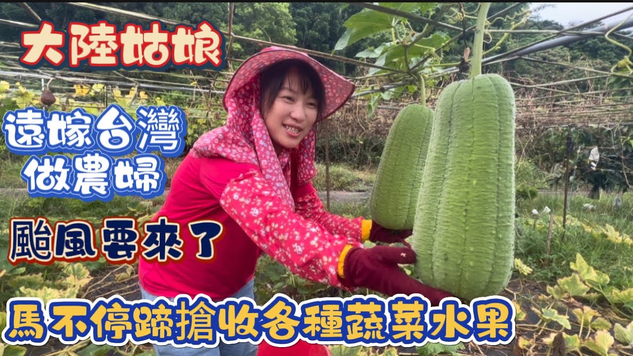 旅行沒結束得知颱風要來，趕緊馬不停蹄回來采收各種熟成的瓜果蔬菜，這次旅行真是日子沒有選好😂😂