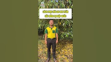 Cách phục hồi sau khi cây bị ngập nước #saurieng #kysuhiepphatagri
