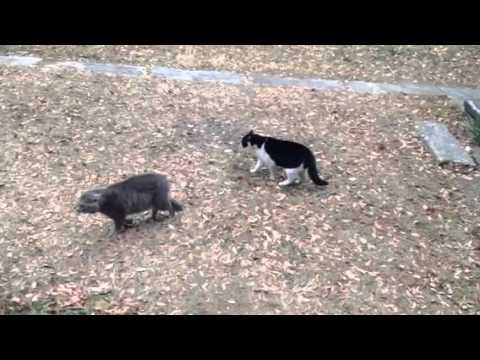 動物バトル 猫の喧嘩 オスの縄張り争い Youtube