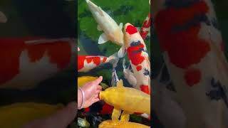 Aquarium 4K VIDEO ULTRA HD 🐠 Beautiful Relaxing Coral Reef Fish   Relaxing Sleep Meditation Music 7