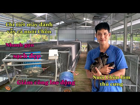 Video: Chồn thuần hóa làm thú cưng