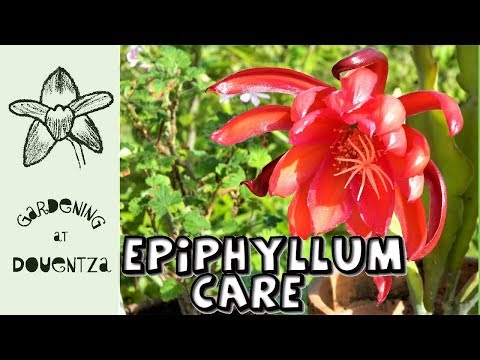 Epiphyllum Care x Propagation, New Pelargoniums x Hippeastrums