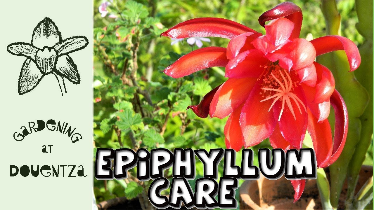 Epiphyllum Care & propagation, new pelargoniums & hippeastrums 