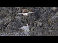 Fight | Gulls | Heron