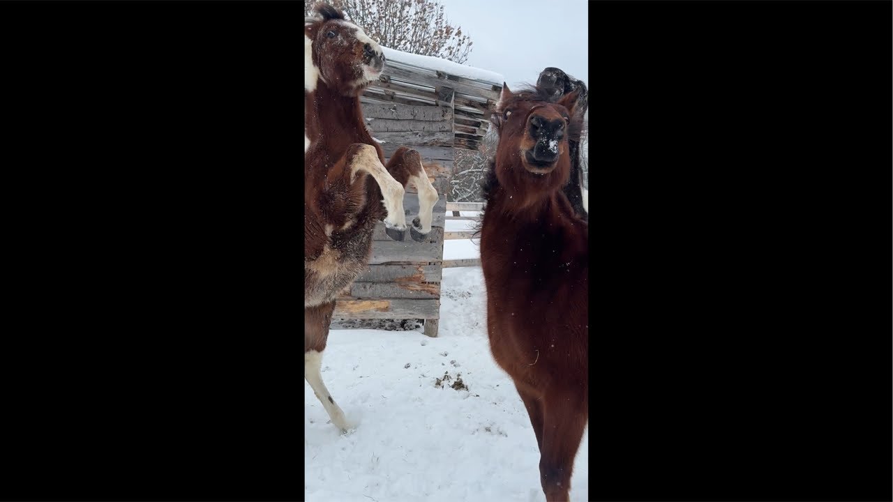 Convo avec un cheval