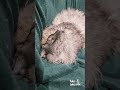This Maine Coon is NOT Normal 😱 #funnycats #kitten #meme #cat